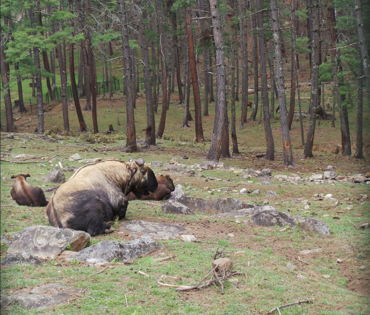 Takin - National Animal10
